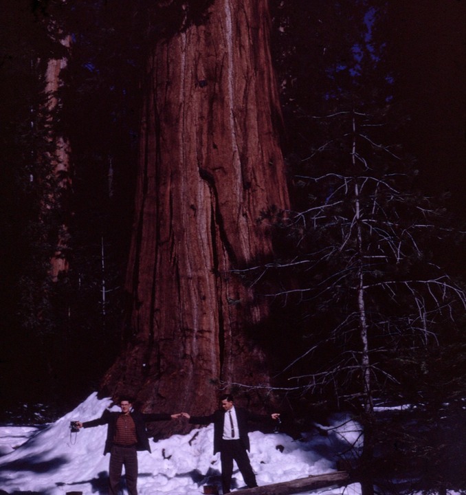 sequoia park