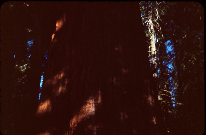 sequoia tree